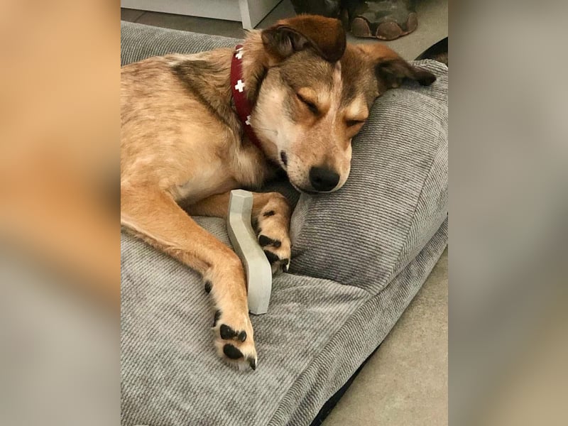 Harvey sucht sein Glück - auf Pflegestelle in 51469 Bergisch Gladbach