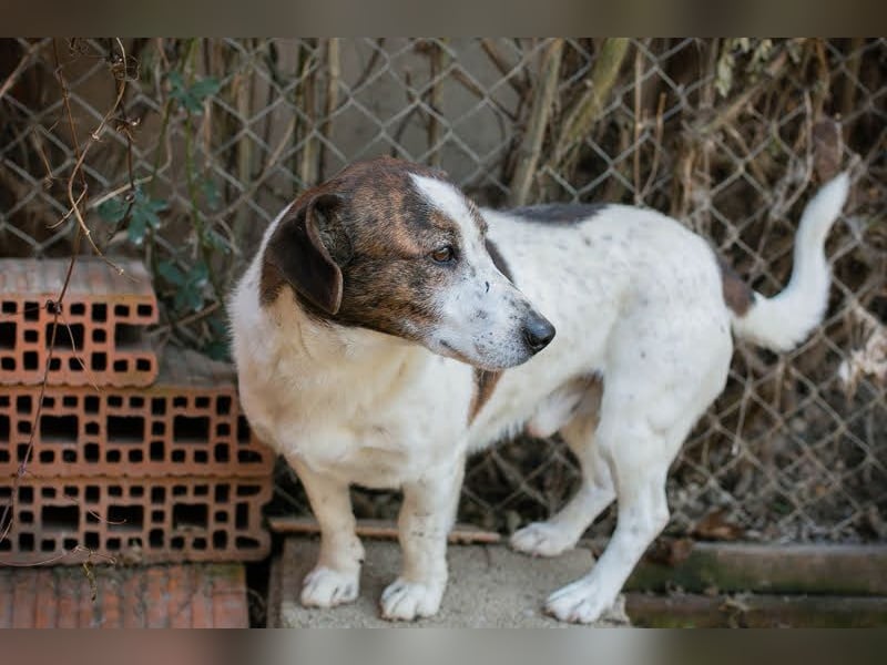 Bob - sanfter Schatz sucht liebevolles Zuhause - wer schenkt ihm ein neues Leben?