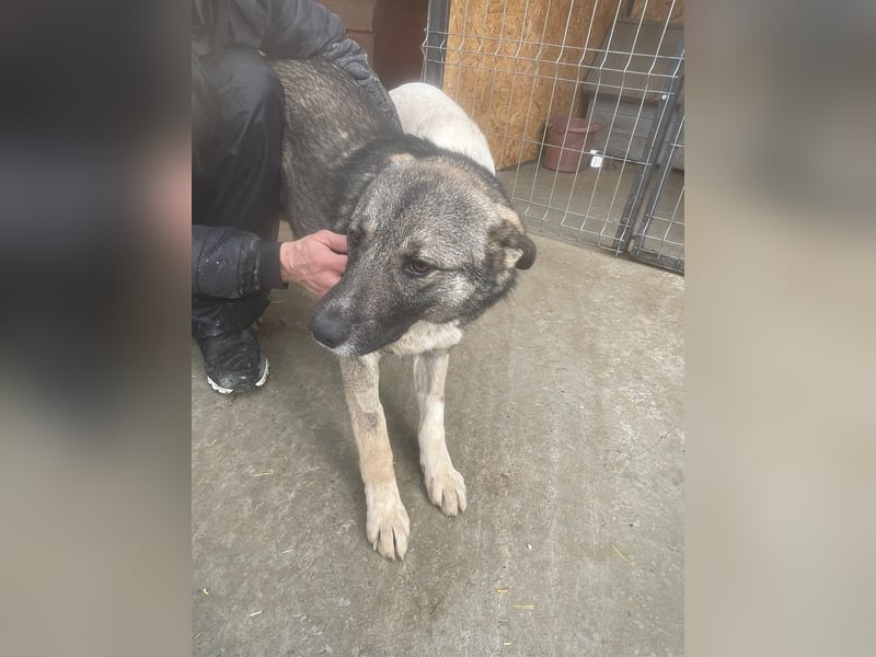 Amy (Rüde) - Ein fröhlicher Jungspund auf der Suche nach seinem Glück