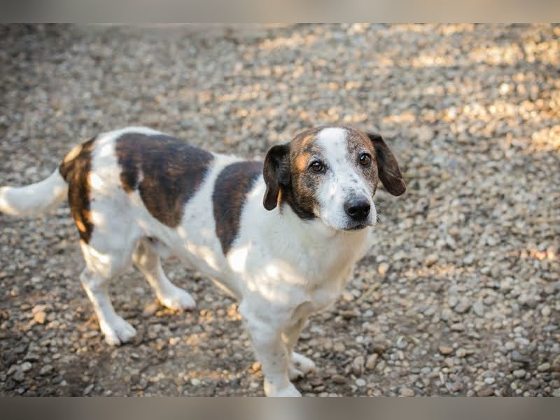 Bob - sanfter Schatz sucht liebevolles Zuhause - wer schenkt ihm ein neues Leben?