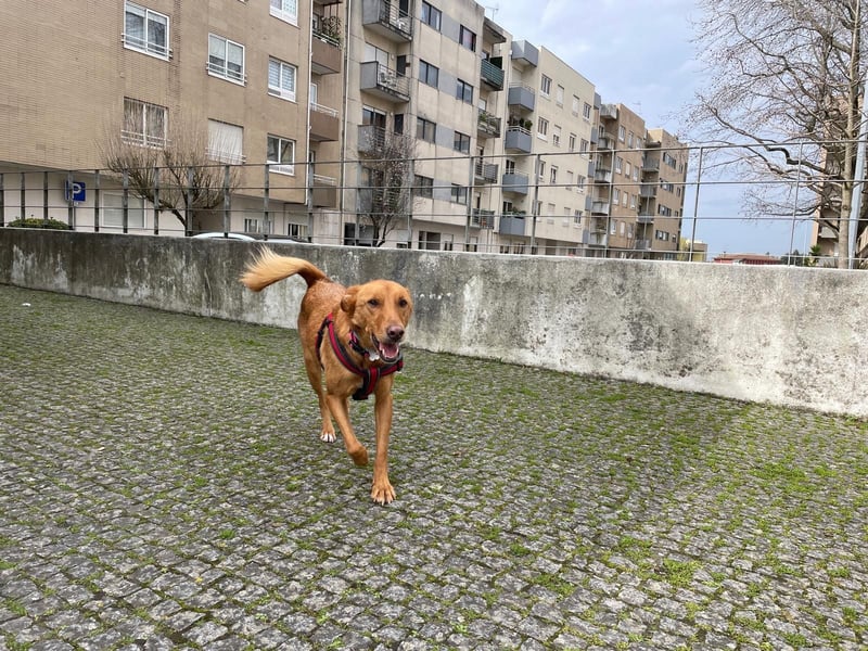 Simba sucht noch sein Plätzchen