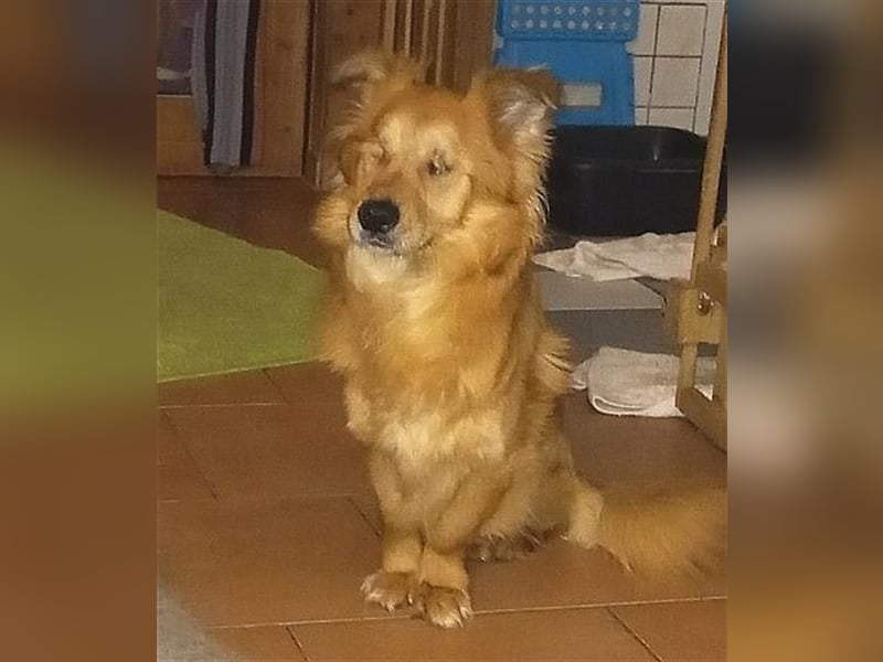 *Handicap* - blinder Zorro liebt Menschen sehr