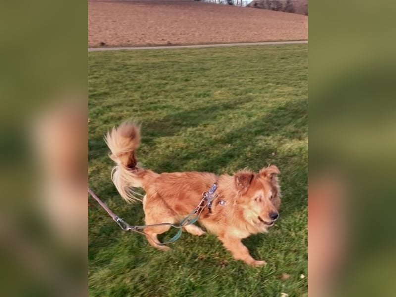 *Handicap* - blinder Zorro liebt Menschen sehr