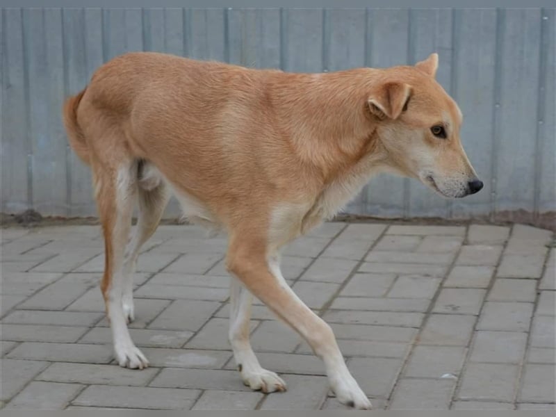 Leo, Mix, Rüde, geb. ca. 08.2014, ca. 50 cm