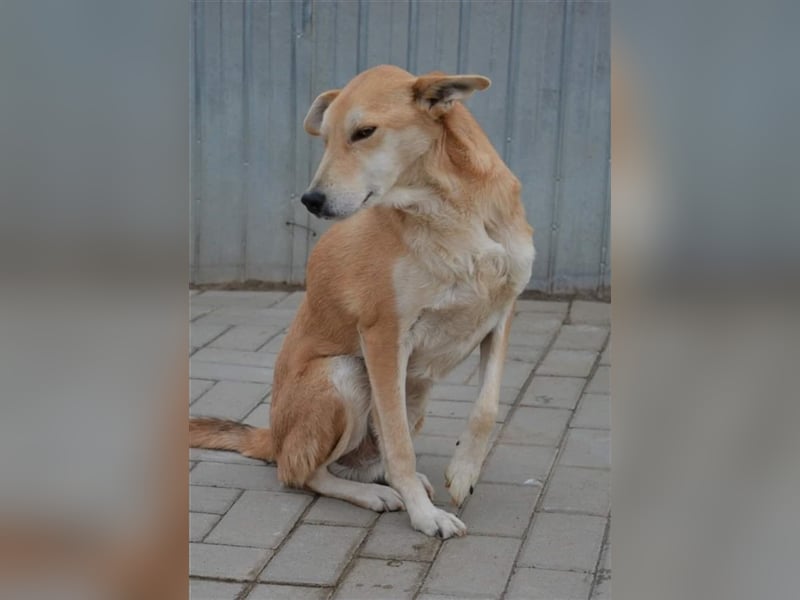 Leo, Mix, Rüde, geb. ca. 08.2014, ca. 50 cm