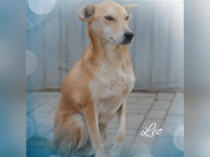 Leo, Mix, Rüde, geb. ca. 08.2014, ca. 50 cm