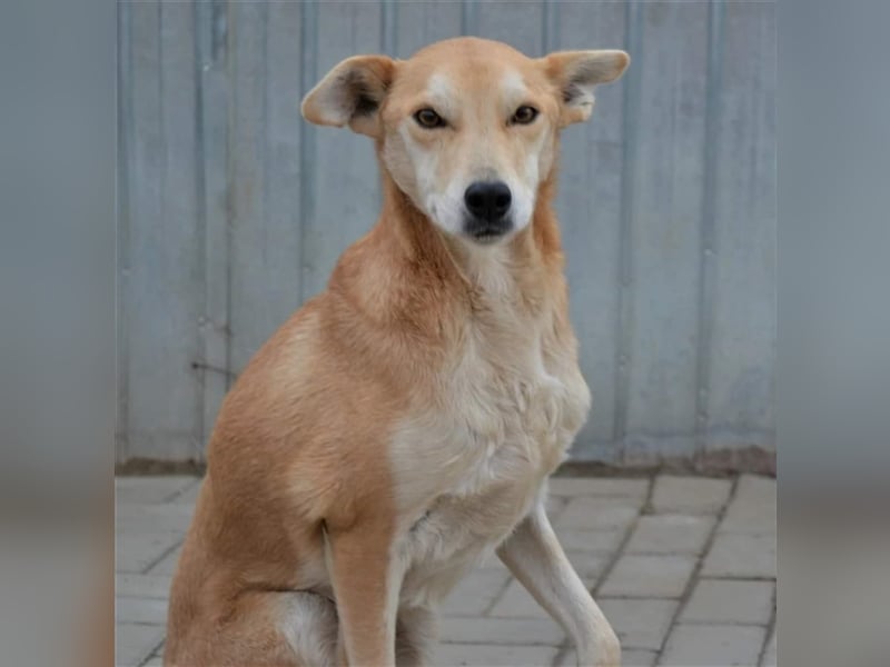 Leo, Mix, Rüde, geb. ca. 08.2014, ca. 50 cm