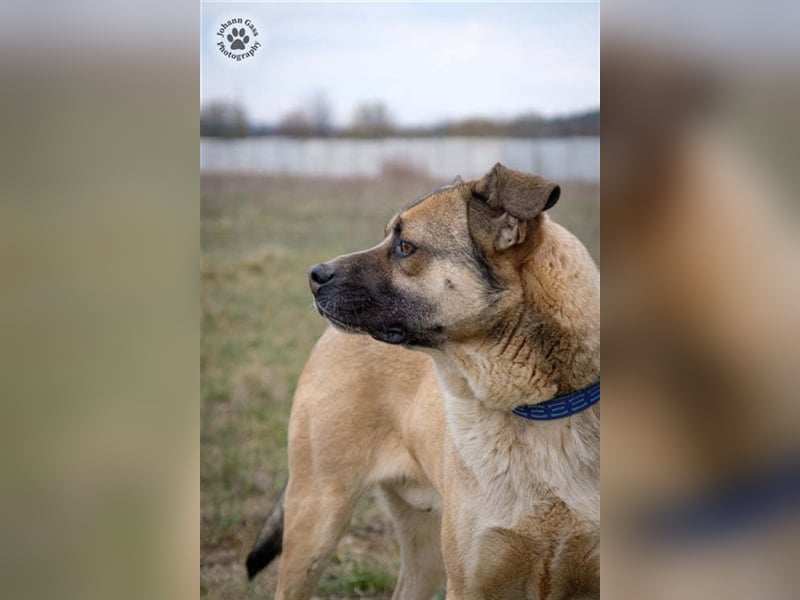 KRISZ, ein imposanter Herzensbrecher