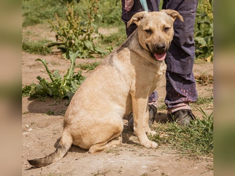 Egon, ein Traum von einem Kinder liebenden Hund!