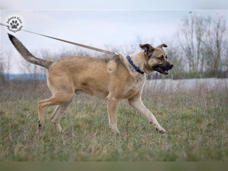 KRISZ, ein imposanter Herzensbrecher