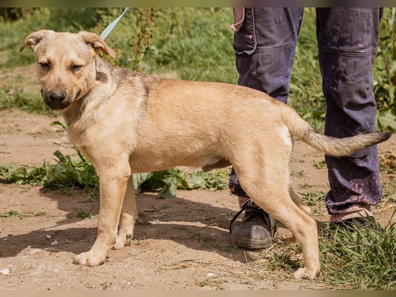 Egon, ein Traum von einem Kinder liebenden Hund!