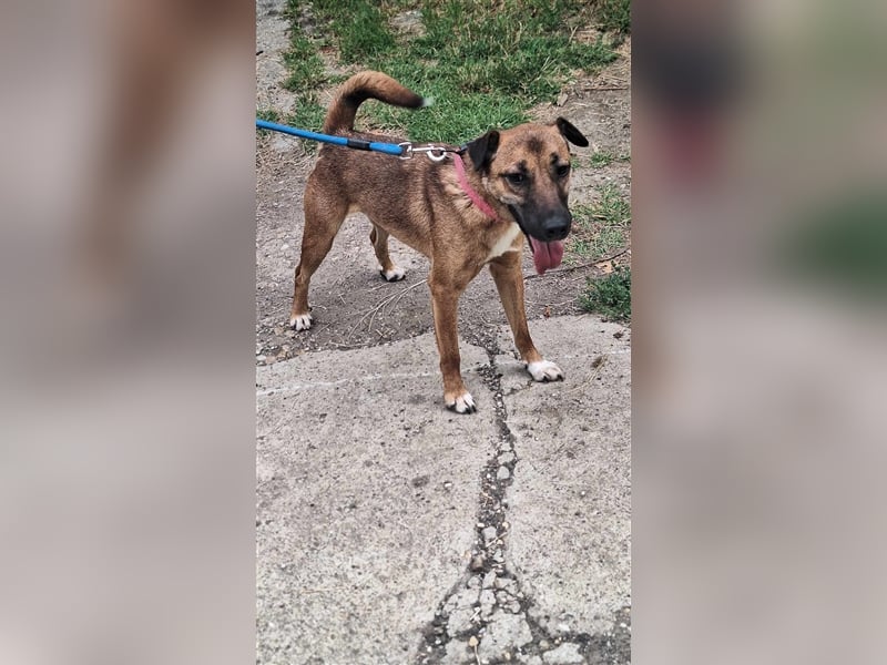 Schusebacke Hugo sucht seine Familie !