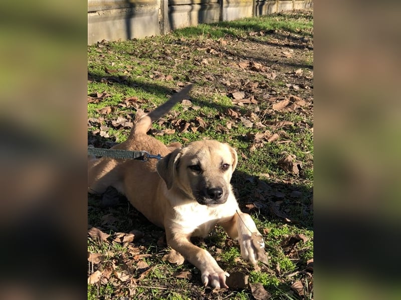 Bailey ist ein pfiffiger , aktiver Rüde !