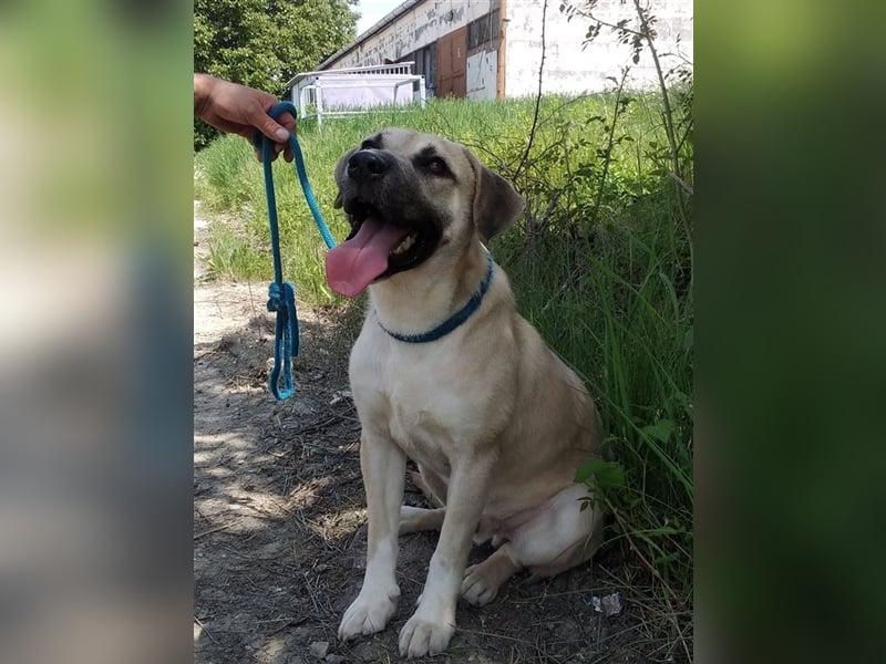 Bailey ist ein pfiffiger , aktiver Rüde !