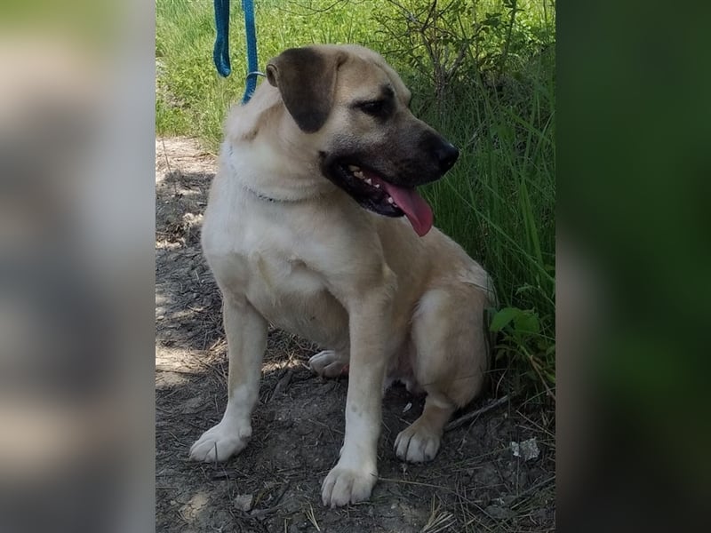 Bailey ist ein pfiffiger , aktiver Rüde !