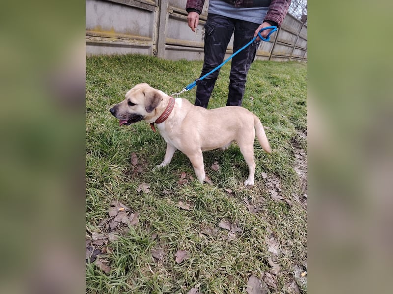 Bailey ist ein pfiffiger , aktiver Rüde !