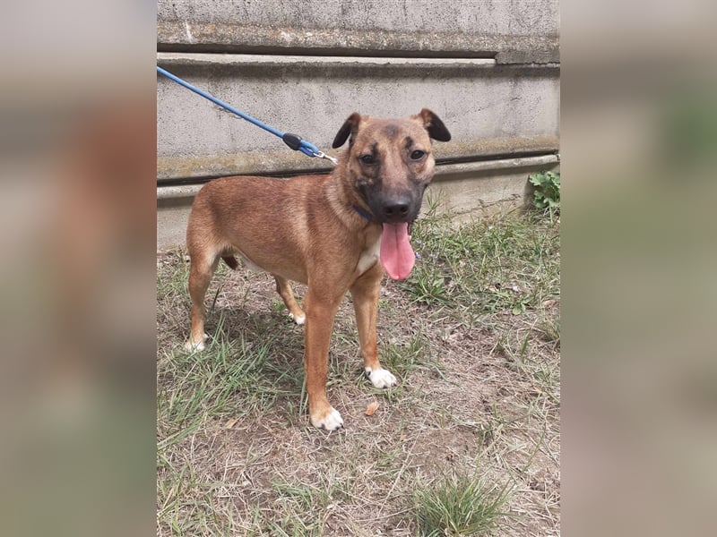 Schusebacke Hugo sucht seine Familie !