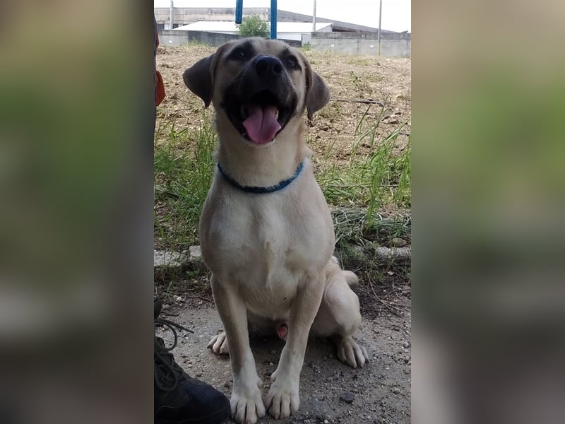 Bailey ist ein pfiffiger , aktiver Rüde !
