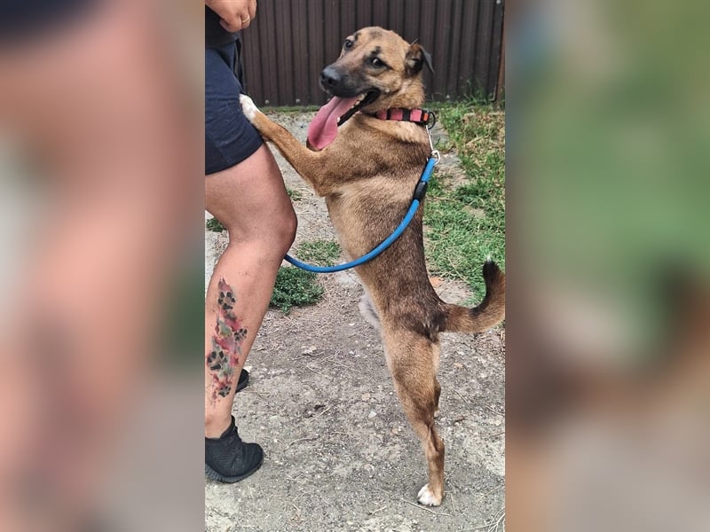 Schusebacke Hugo sucht seine Familie !