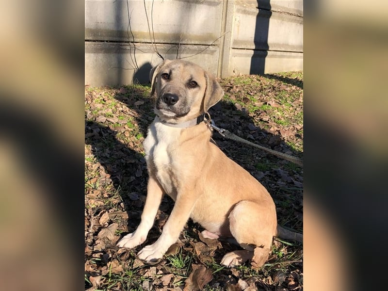 Bailey ist ein pfiffiger , aktiver Rüde !