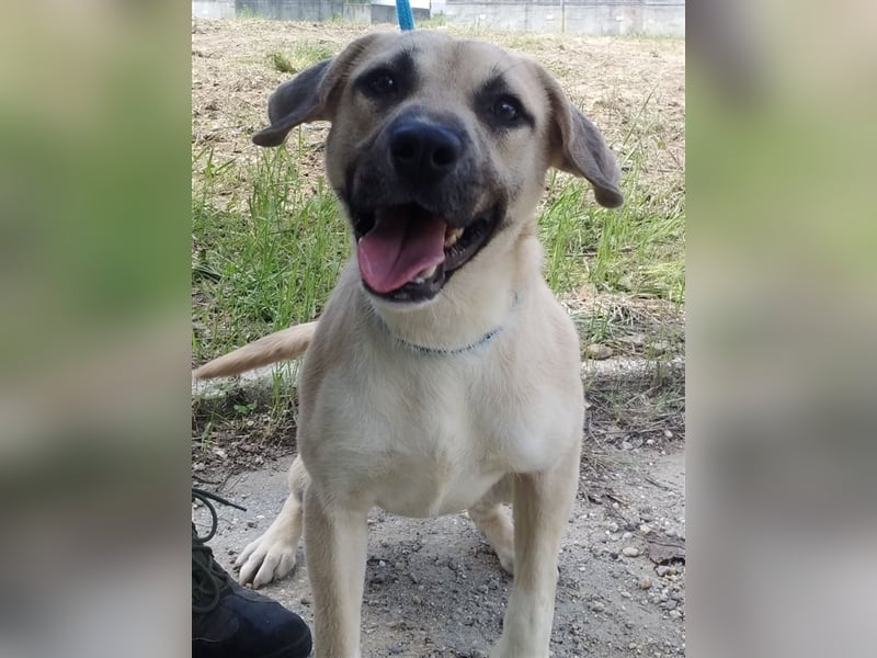 Bailey ist ein pfiffiger , aktiver Rüde !