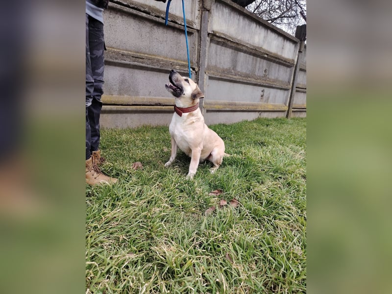 Bailey ist ein pfiffiger , aktiver Rüde !