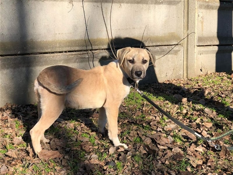 Bailey ist ein pfiffiger , aktiver Rüde !