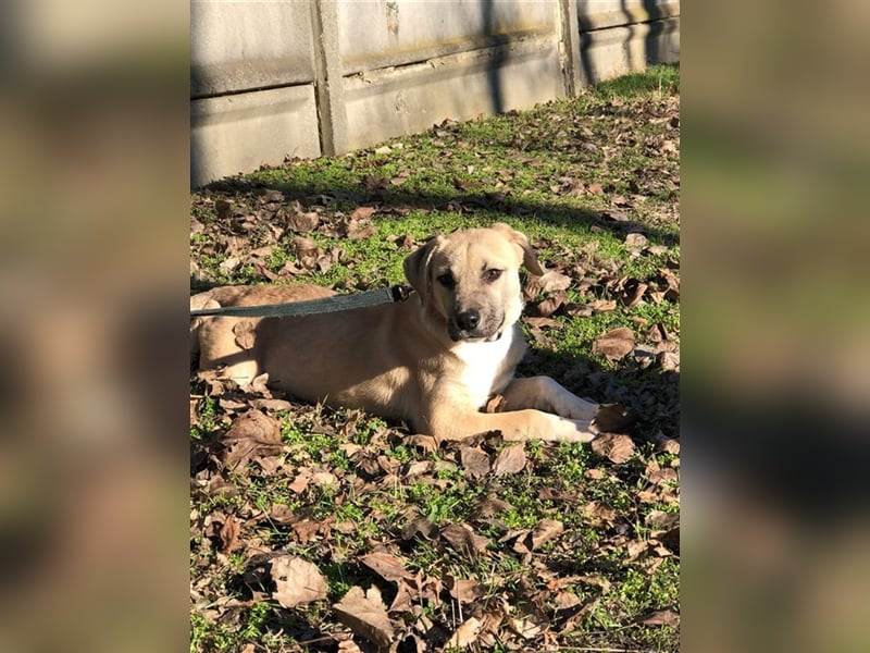 Bailey ist ein pfiffiger , aktiver Rüde !