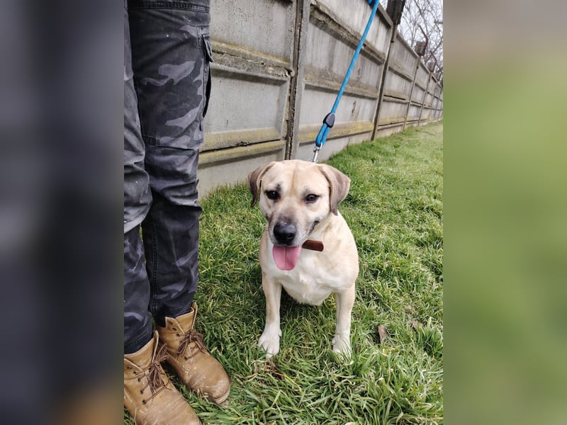 Bailey ist ein pfiffiger , aktiver Rüde !