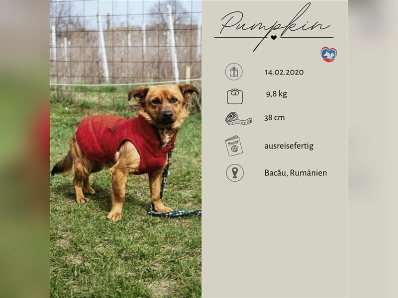 PUMPKIN - kleiner Rüde, große Power
