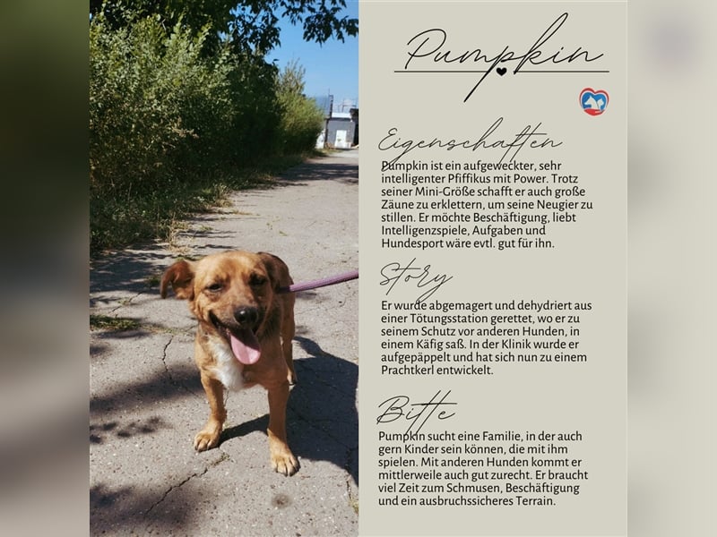 PUMPKIN - kleiner Rüde, große Power