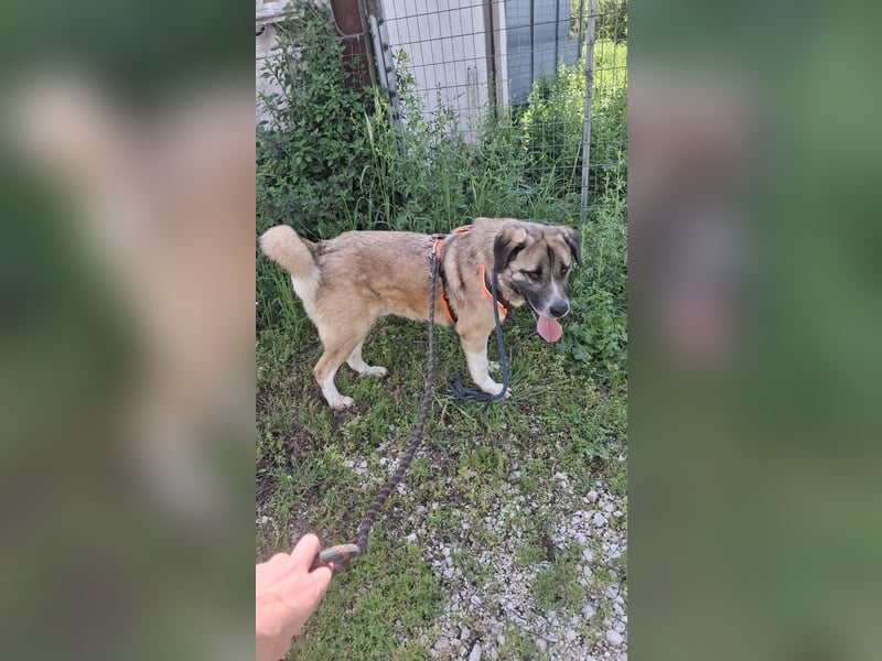 Gemütlicher Senior sucht Zuhause
