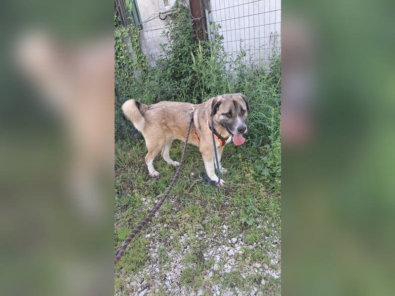 Gemütlicher Senior sucht Zuhause