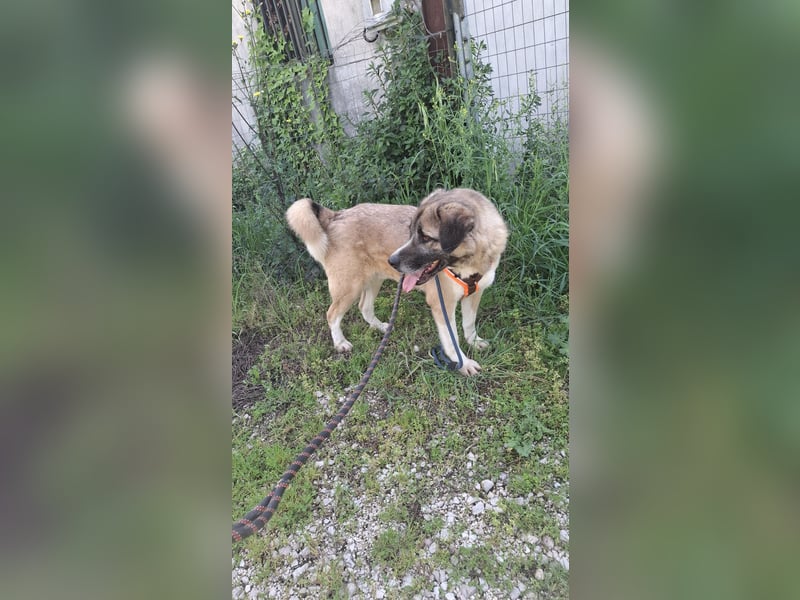 Gemütlicher Senior sucht Zuhause