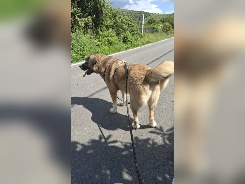 Gemütlicher Senior sucht Zuhause