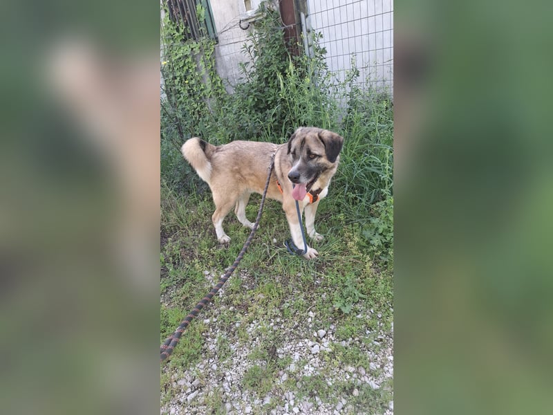 Gemütlicher Senior sucht Zuhause