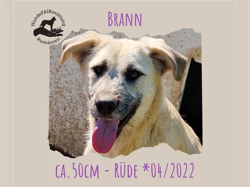Brann