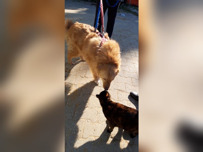 Süsser Piet sucht Kuschelpartner