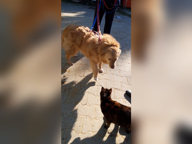 Süsser Piet sucht Kuschelpartner