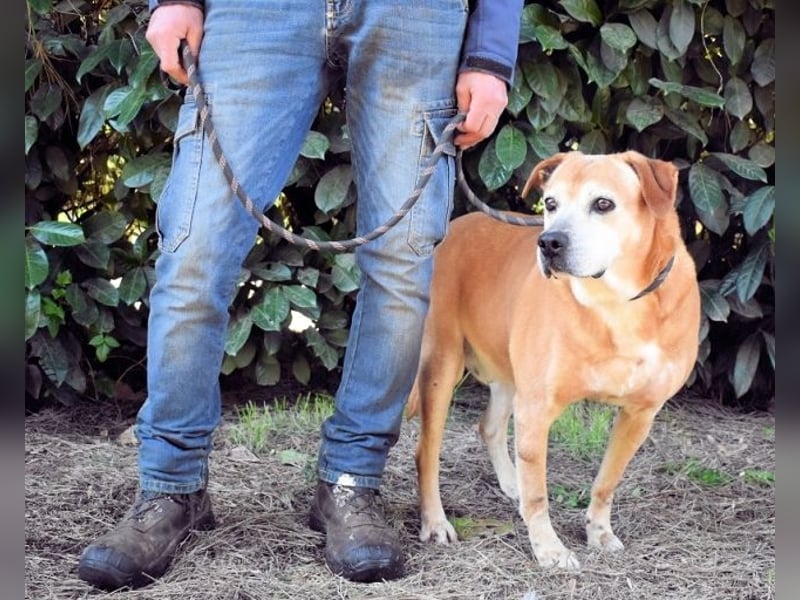 Rinaldo - Gold-Senior sucht dringend ein Zuhause
