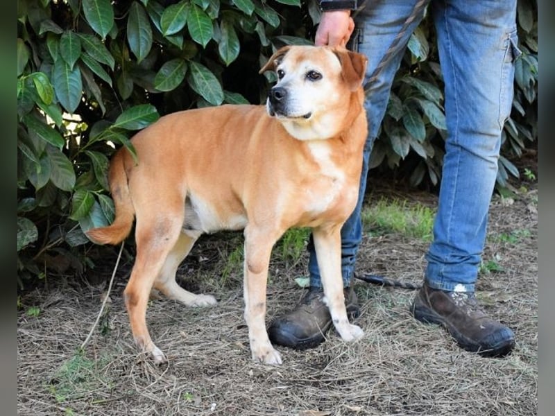 Rinaldo - Gold-Senior sucht dringend ein Zuhause