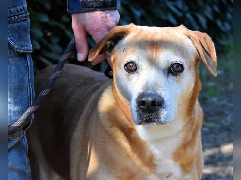 Rinaldo - Gold-Senior sucht dringend ein Zuhause