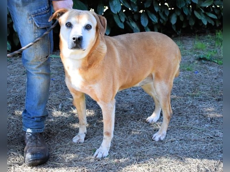 Rinaldo - Gold-Senior sucht dringend ein Zuhause