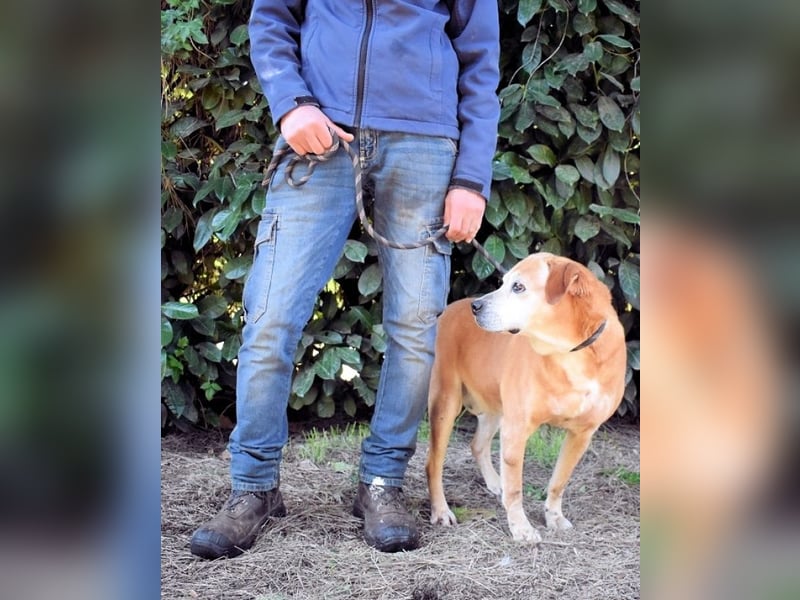 Rinaldo - Gold-Senior sucht dringend ein Zuhause