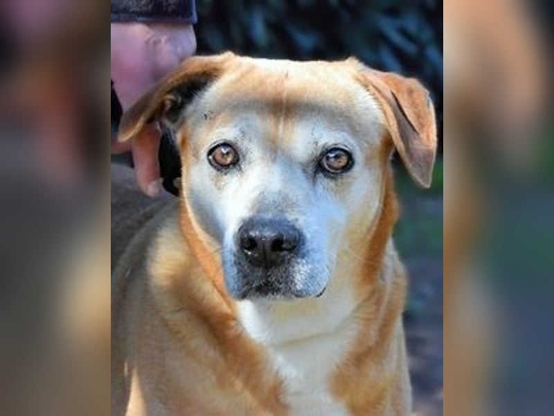 Rinaldo - Gold-Senior sucht dringend ein Zuhause