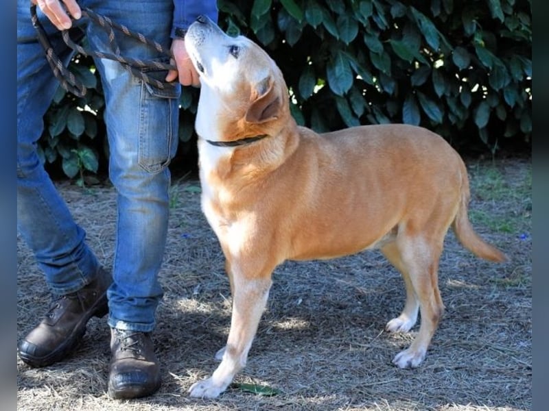 Rinaldo - Gold-Senior sucht dringend ein Zuhause