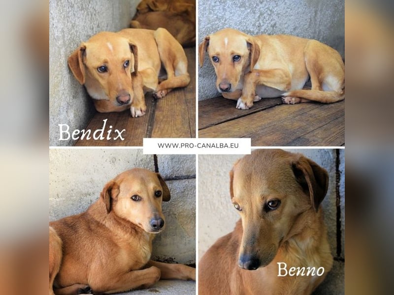 Benno- wenn du mutig bist, dann bin ich es auch!
