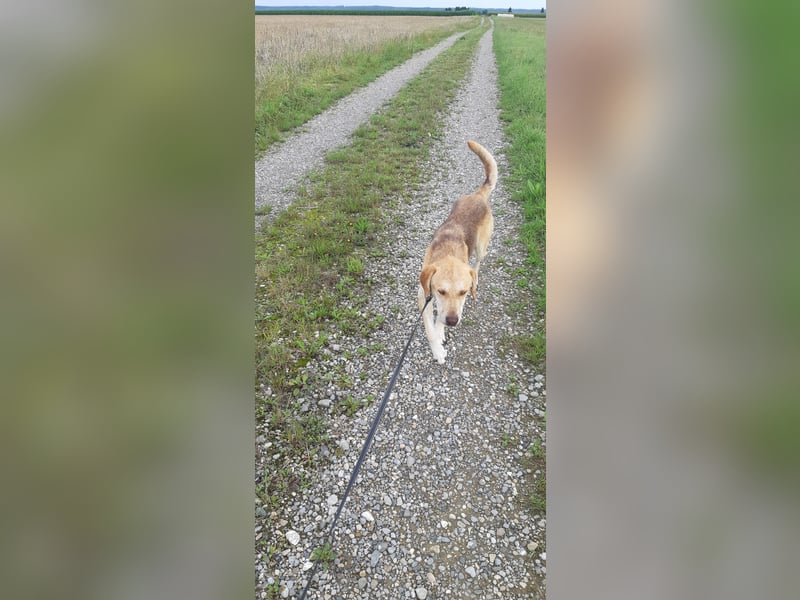 Pierre – unwiderstehliches Schlappohr