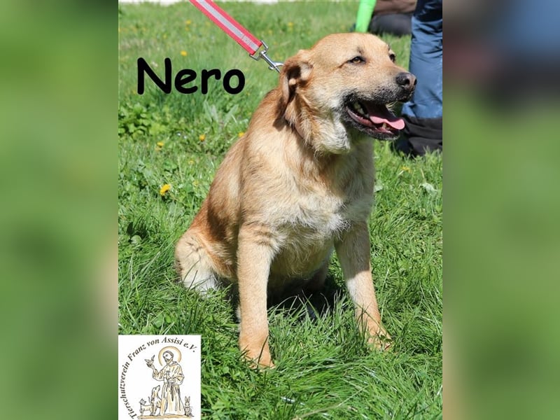 Nero - bereit für seine Reise ins Glück