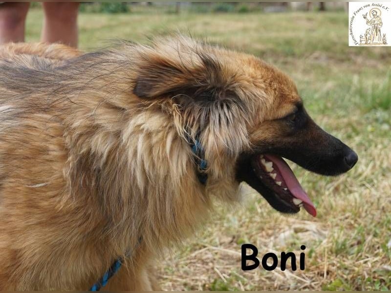 Boni – der Hund, der dein Herz stiehlt